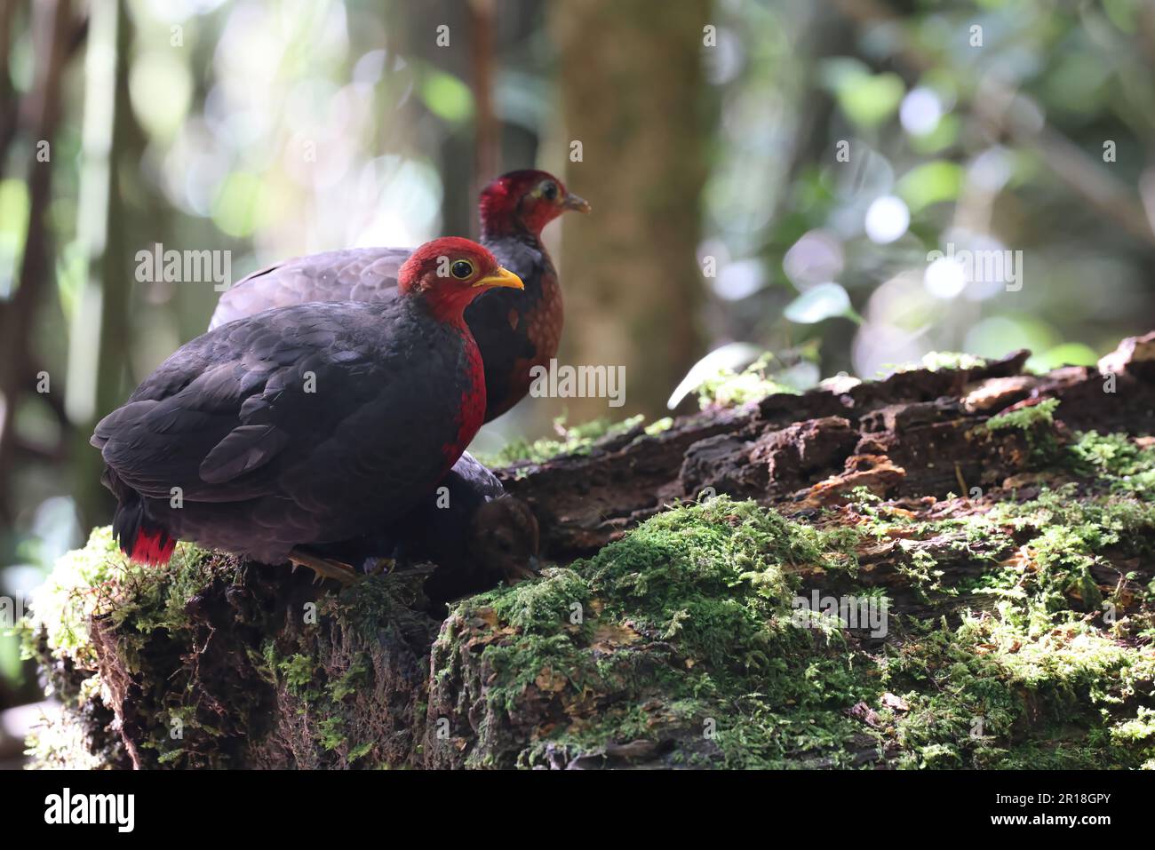 Perdrix à tête cramoisi (Haematortyx sanguiniceps) à Sabah, dans le nord du Bornéo Banque D'Images