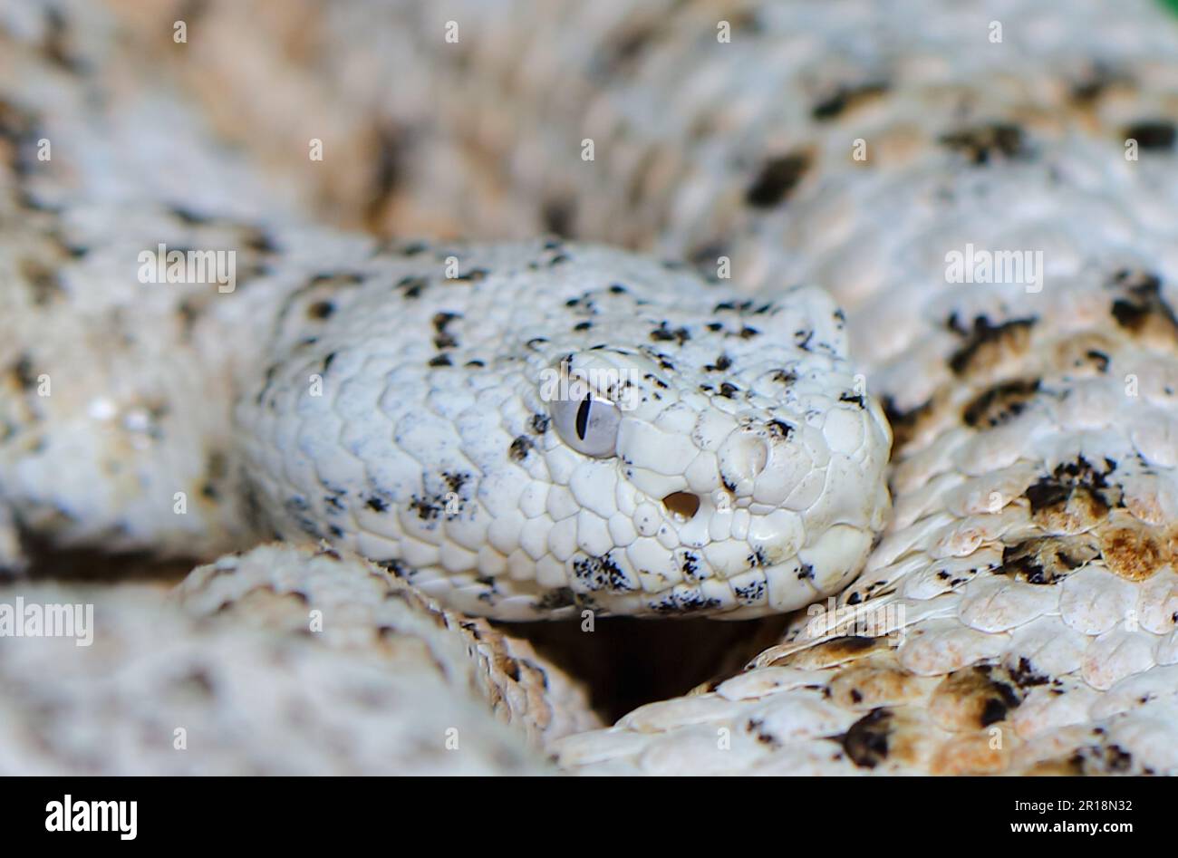 Gefleckte Klapperschlange / crotale ou crotale de Mitchell / Crotalus mitchellii pyrrhus Banque D'Images
