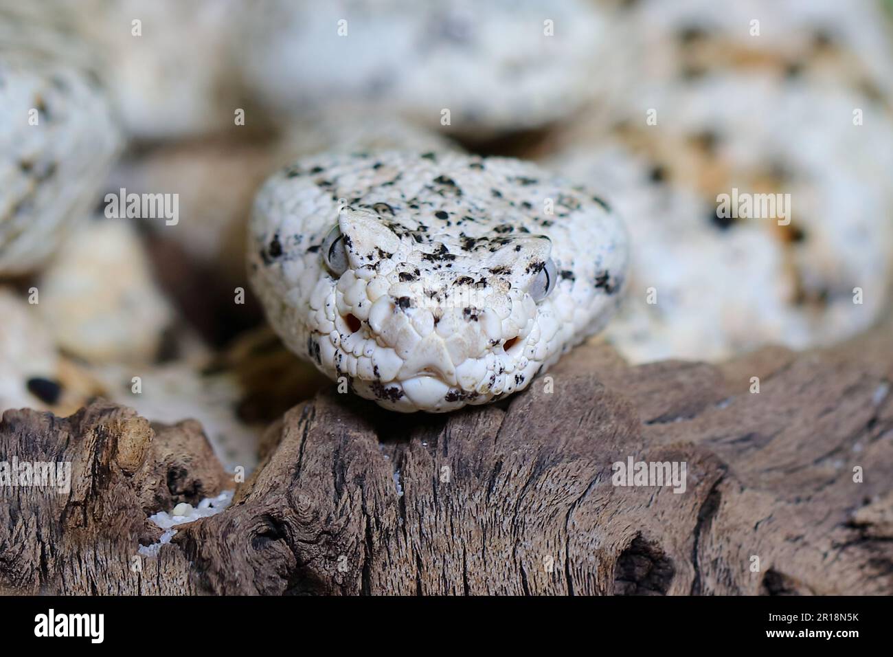 Gefleckte Klapperschlange / crotale ou crotale de Mitchell / Crotalus mitchellii pyrrhus Banque D'Images