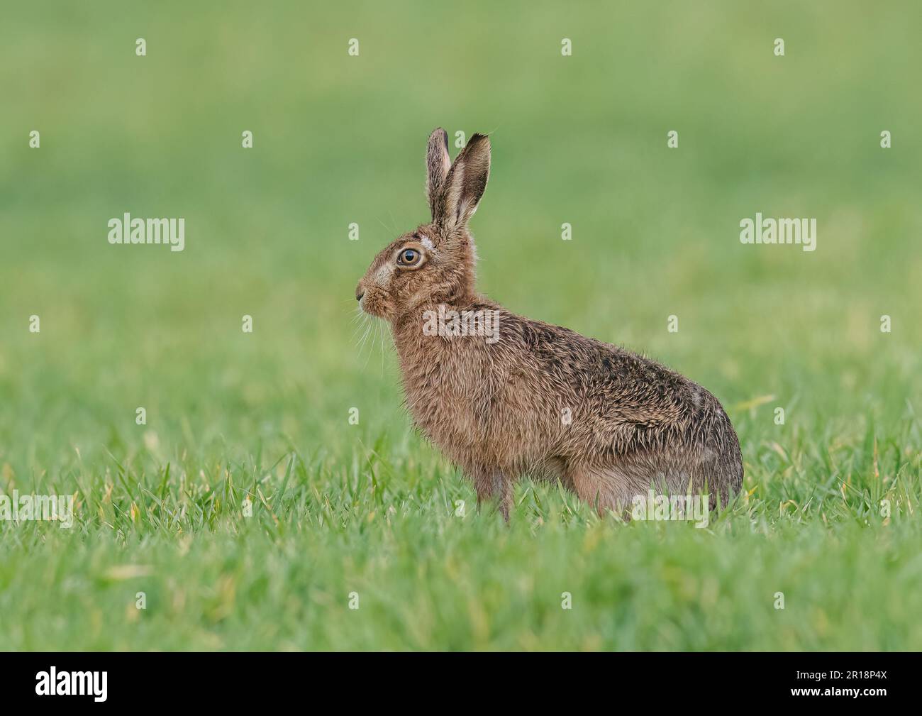 Un grand lièvre brun sain assis sur le côté de l'appareil photo, montrant les détails de son oeil orange, les grandes oreilles et la fourrure marron marbrée - Suffolk, Royaume-Uni Banque D'Images