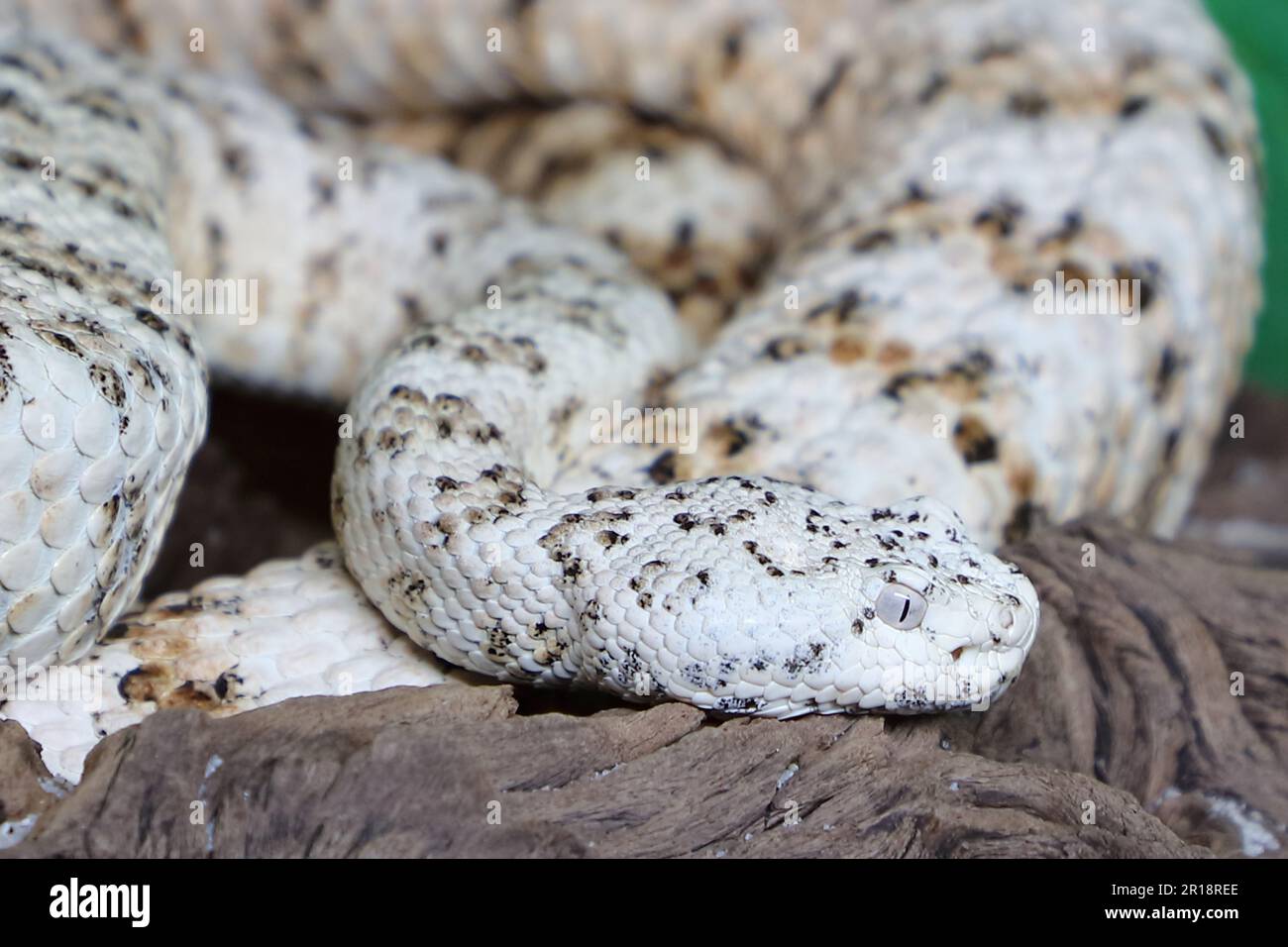 Gefleckte Klapperschlange / crotale ou crotale de Mitchell / Crotalus mitchellii pyrrhus Banque D'Images