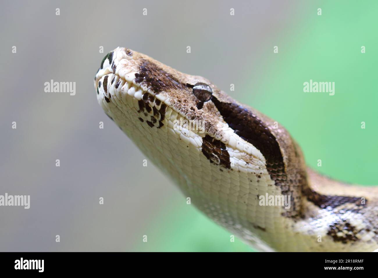 Königspython / python de balle ou python royal / Python regius Banque D'Images