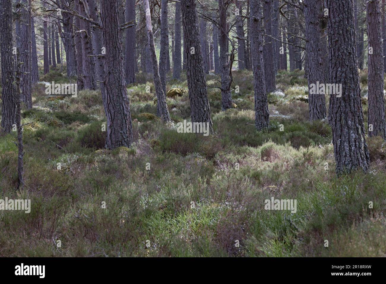 Highland Nethybridge Royaume-Uni GB avril 2023 Banque D'Images
