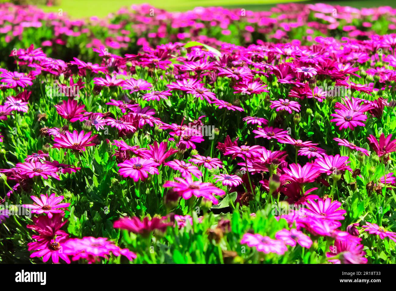 Magnifique lit fleuri d'Osteospermum spp. Marguerites africaines violettes soprano Banque D'Images