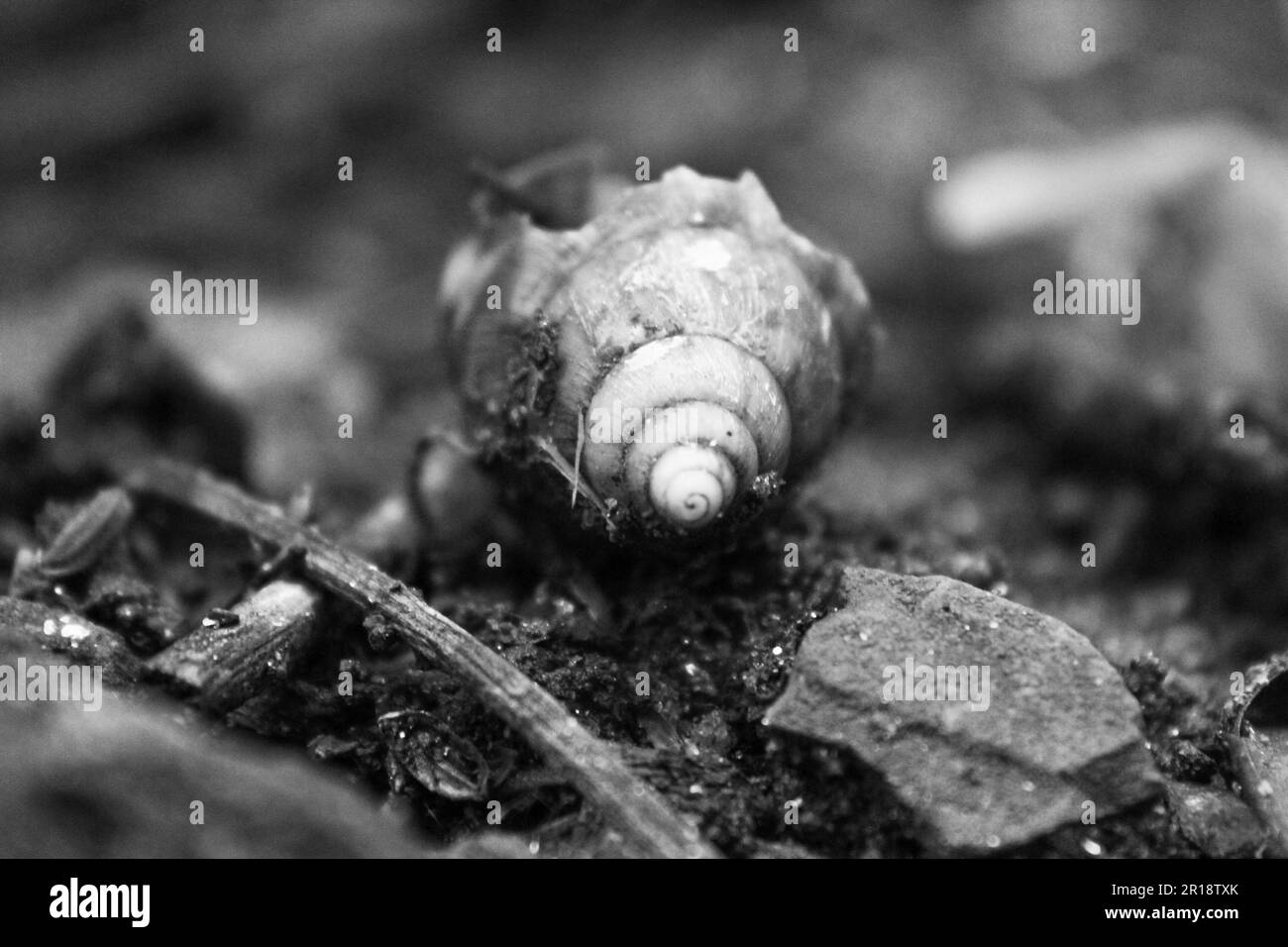 Macro Photographie d'une coquille d'escargot - Noir et blanc Banque D'Images