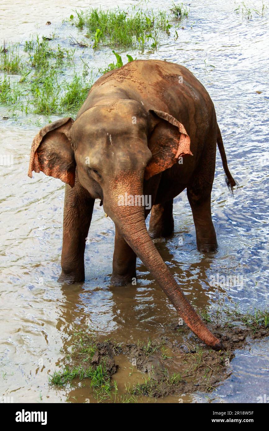 Éléphant sri lankais (Elepha maximus maximus) appréciant dans une rivière, Sri Lanka Banque D'Images