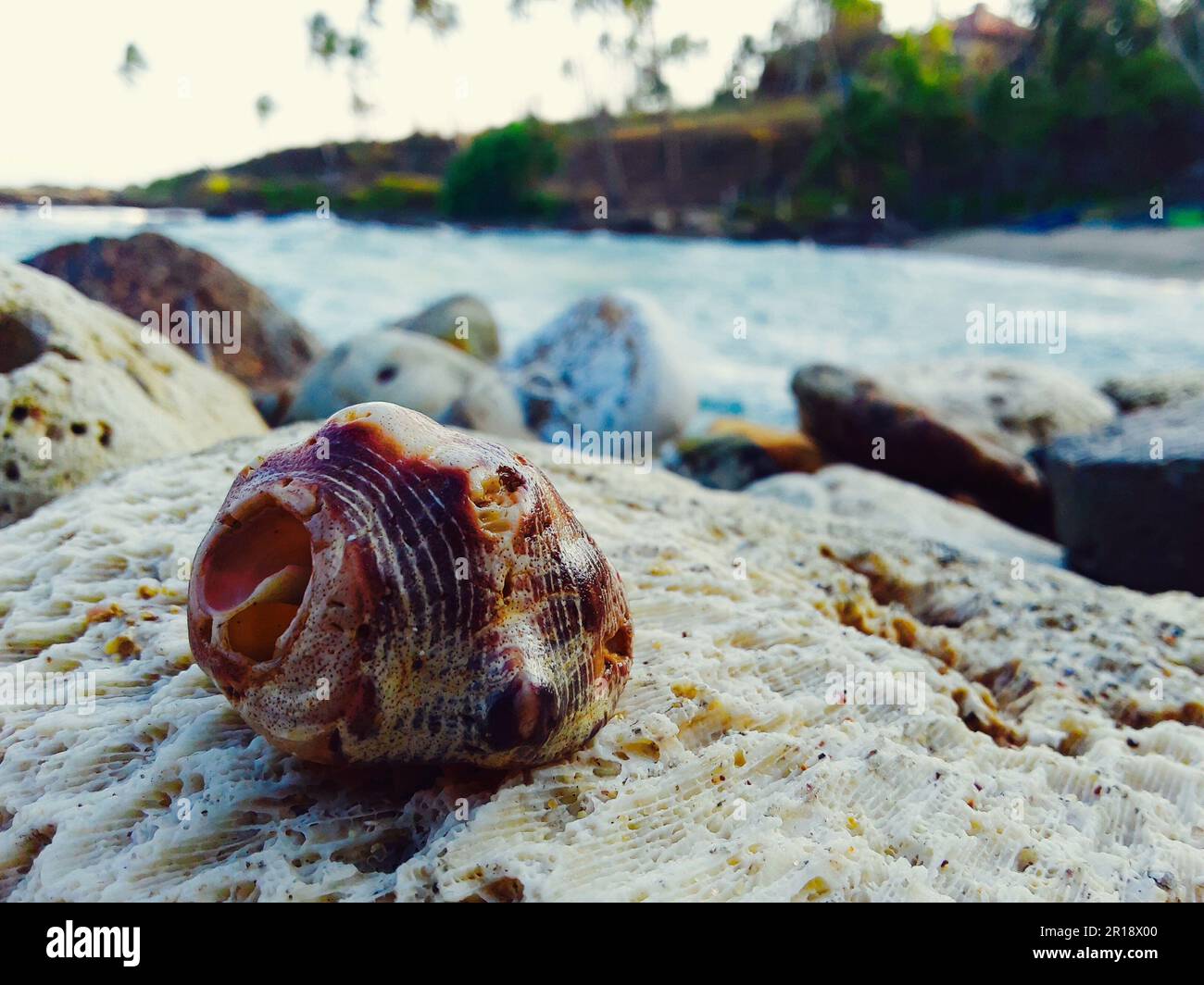 Coquille de gastéropode sur un rocher. Magnifique paysage de fond de plage Banque D'Images