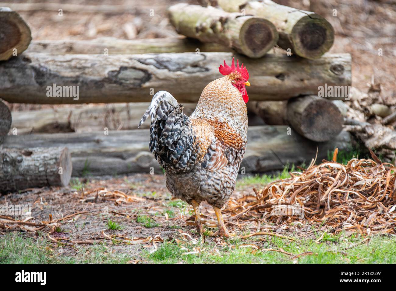 Rooster et Hen sur une ferme, Manteo, NC Banque D'Images