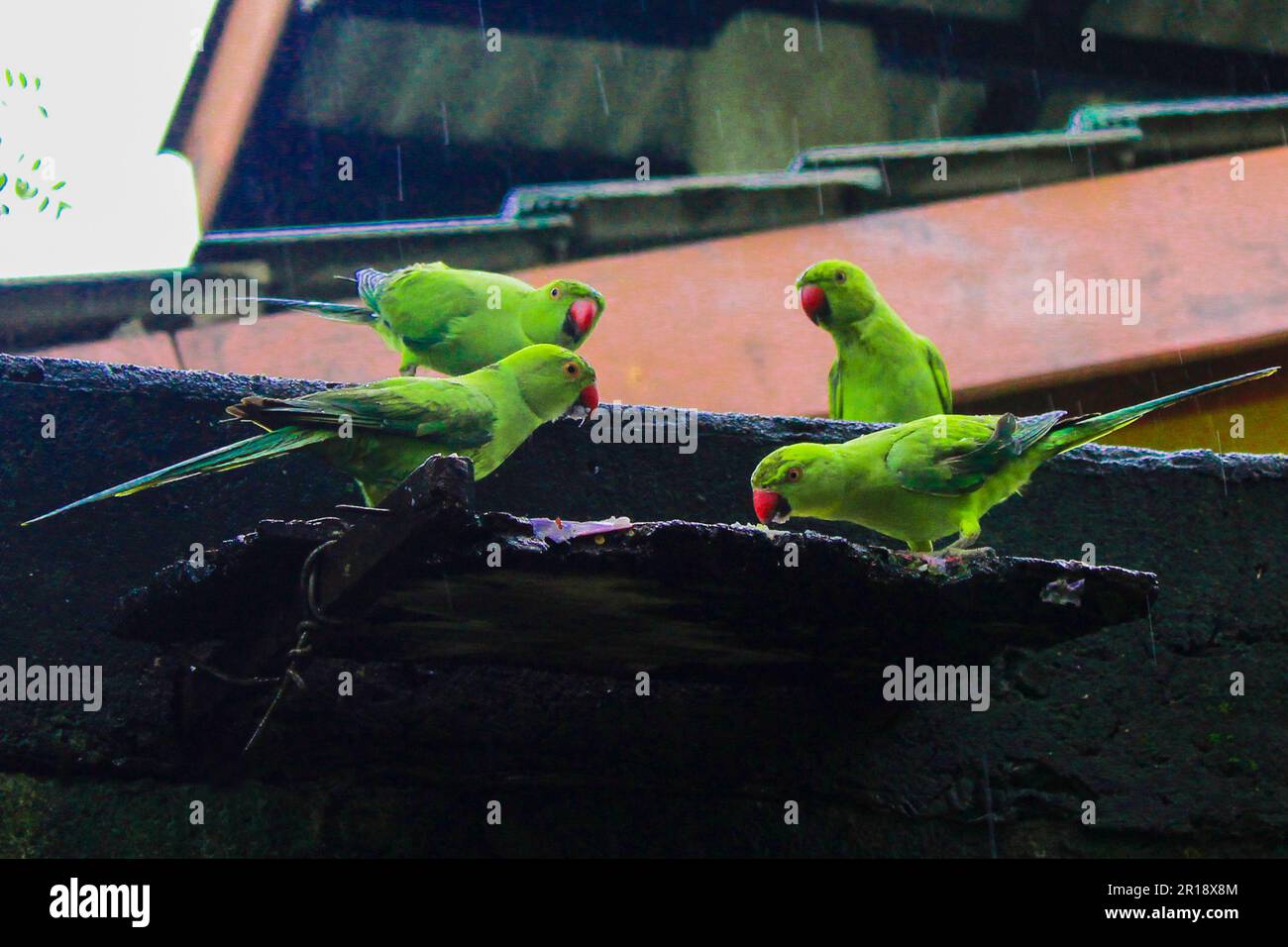 Groupe de magnifiques perroquets mangeant de la nourriture pendant la pluie Banque D'Images