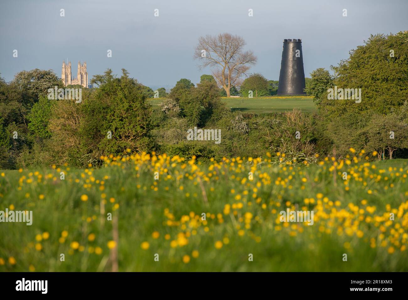 Black Mill et Beverley Minster avec Buttercups sur Beverley Westwood dans East Yorkshire Banque D'Images