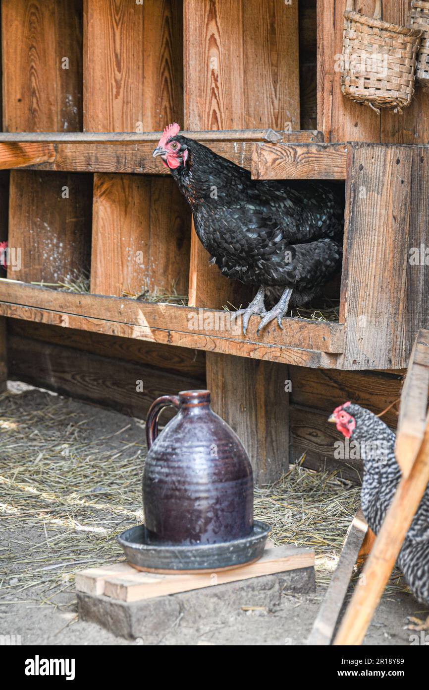 Rooster et Hen sur une ferme, Manteo, NC Banque D'Images