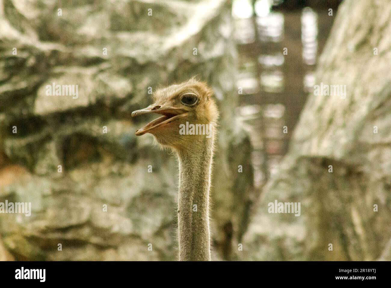 Tête de Struthio camelus Banque D'Images