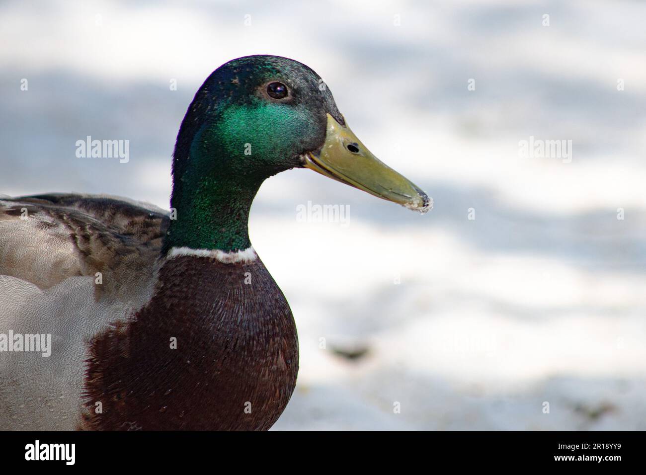 vue en profil du canard colvert sur le sable, tête verte irisée avec bec jaune Banque D'Images