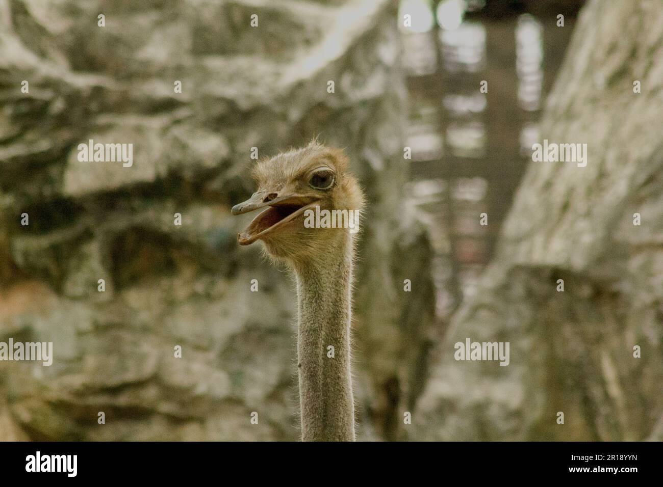 Tête de Struthio camelus Banque D'Images