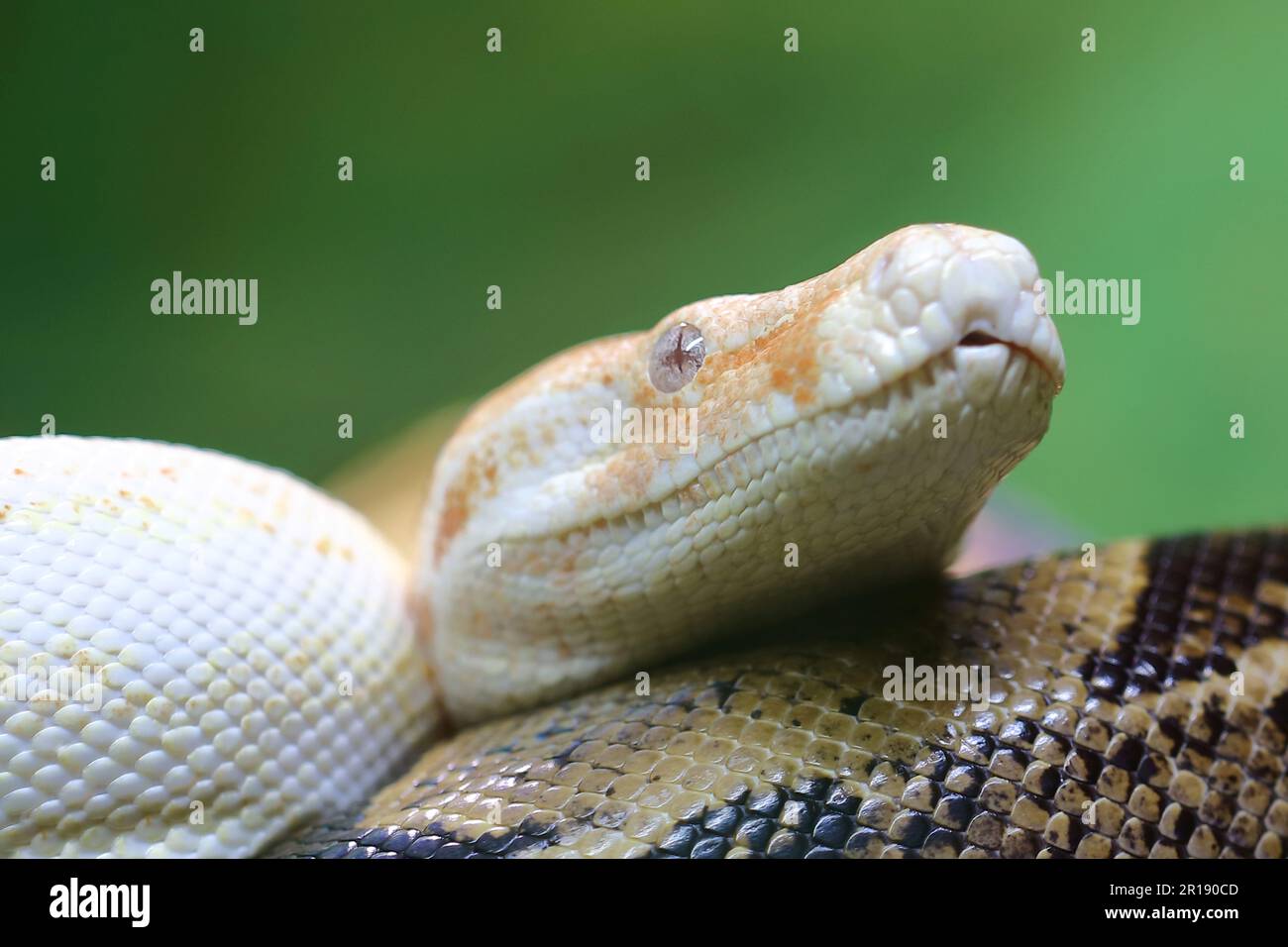 Königsboa oder Abgottslange / Boa constricteur / Boa constricteur Banque D'Images