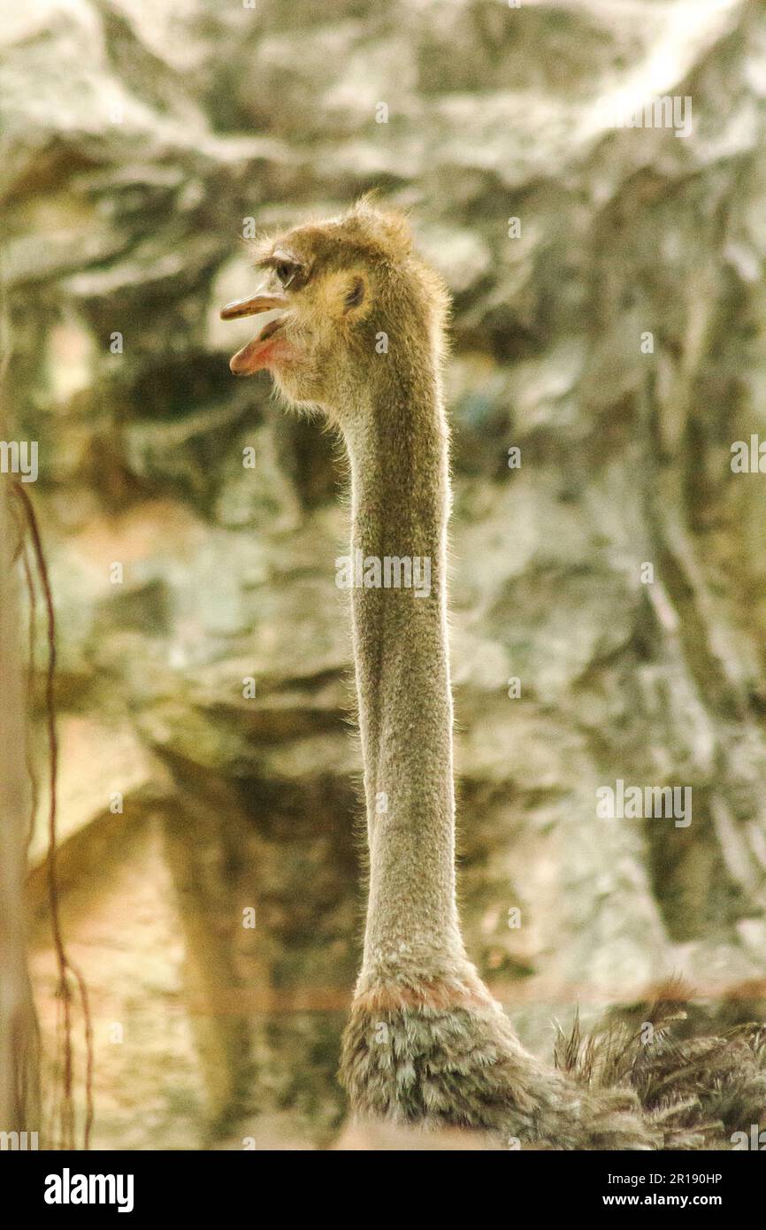 La tête de Struthio camelus à long cou. Banque D'Images