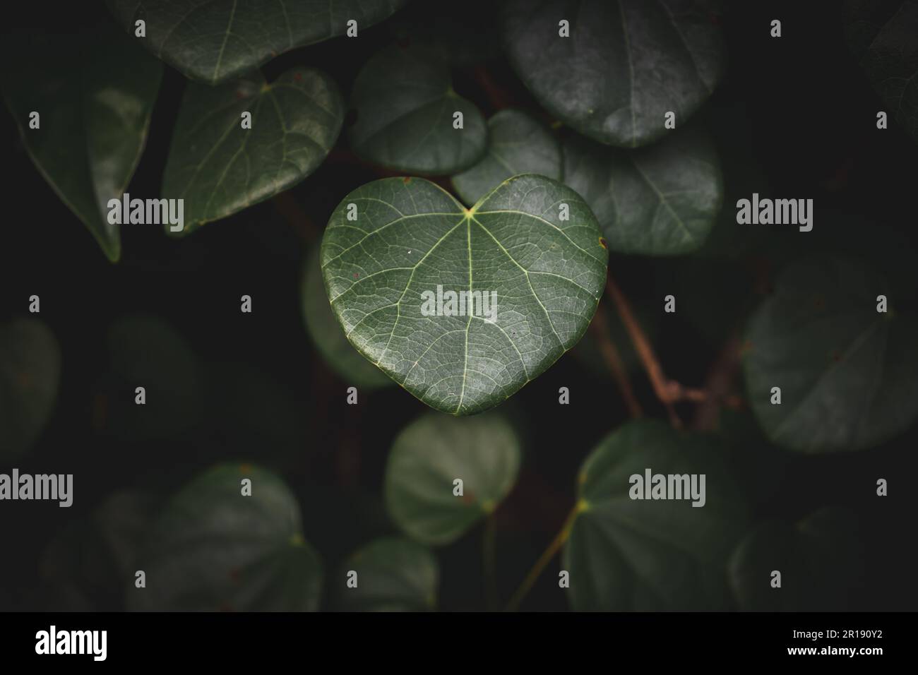 Feuilles en forme de cœur dans le jardin. Mise au point sélective avec faible profondeur de champ. Banque D'Images