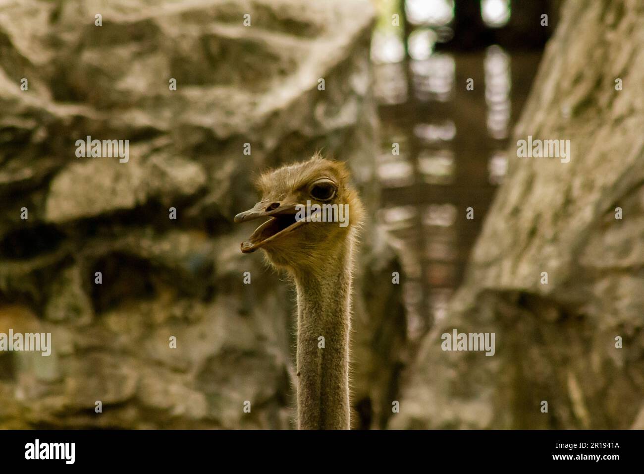 La tête de Struthio camelus à long cou. Banque D'Images