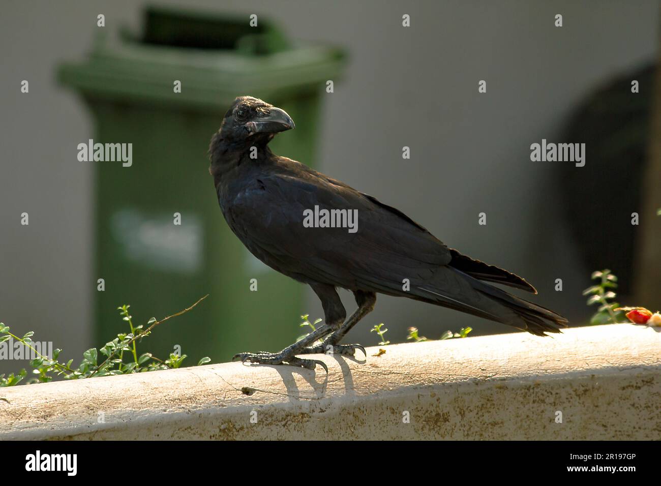 Le corbeau de la jungle est un oiseau largement répandu en Asie. Banque D'Images