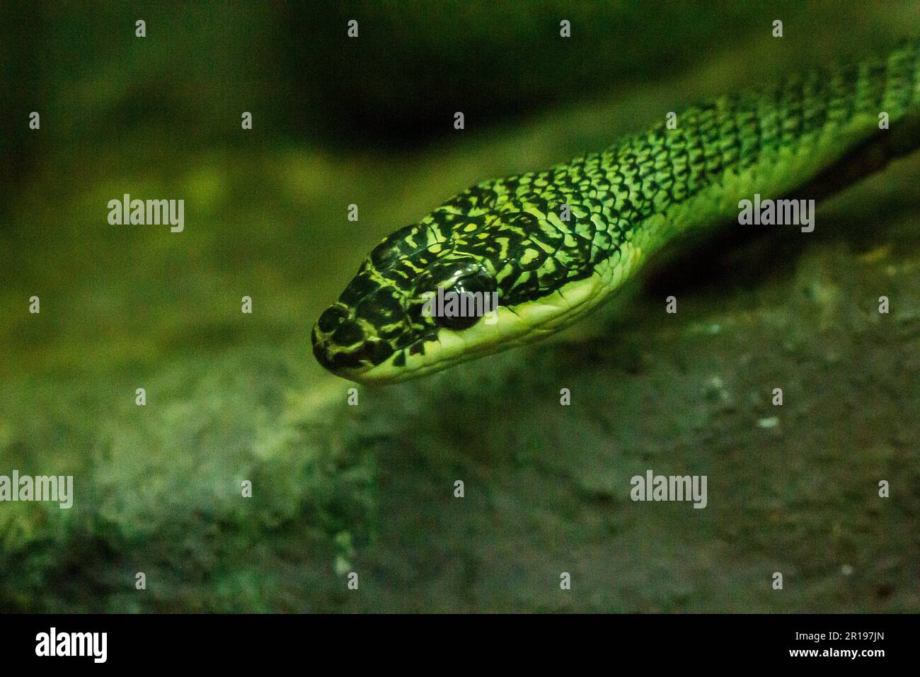 Oeil du serpent serpent doré Banque D'Images