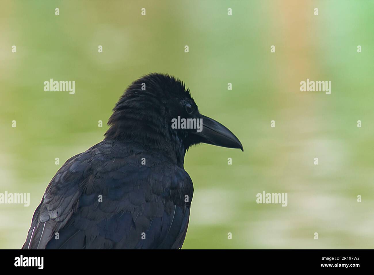 Le corbeau de la jungle est un oiseau largement répandu en Asie. Banque D'Images