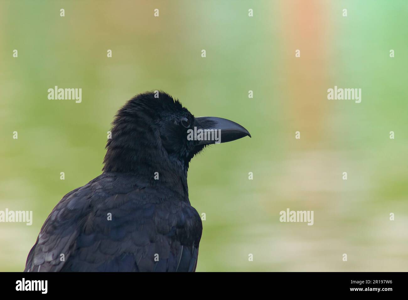 Le corbeau de la jungle est un oiseau largement répandu en Asie. Banque D'Images