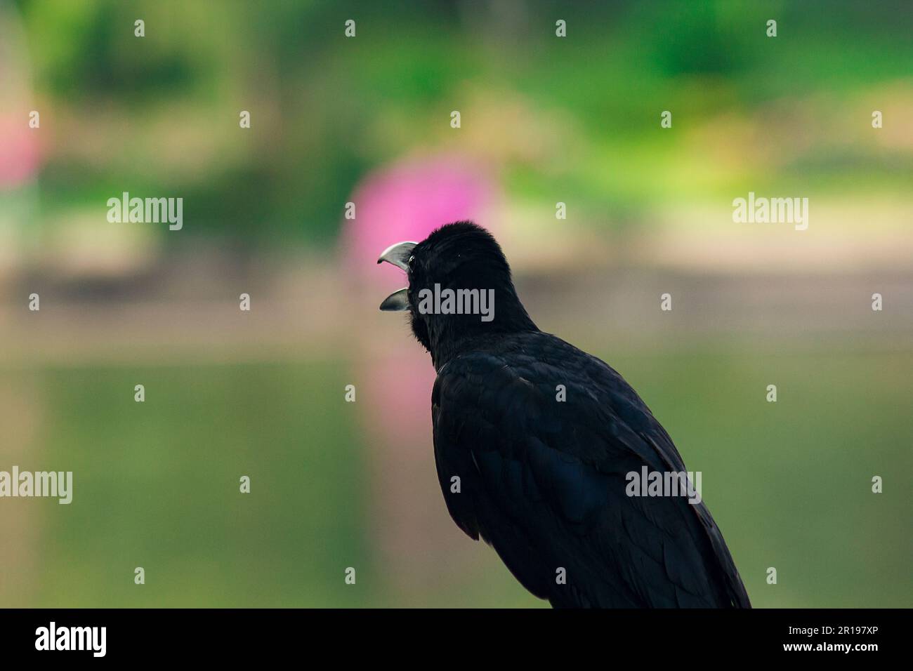 Le corbeau de la jungle est un oiseau largement répandu en Asie. Banque D'Images