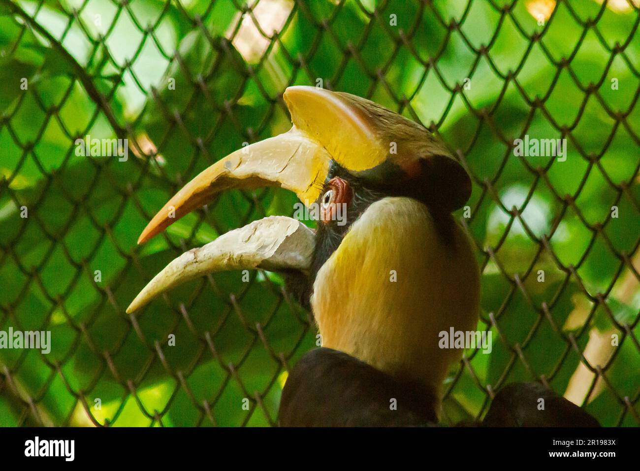 Hornbill avec une tête creuse sur le dessus. Banque D'Images