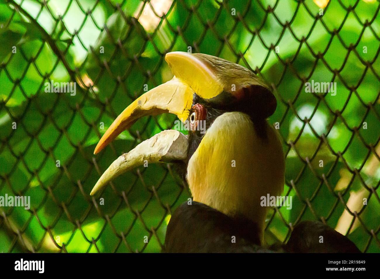 Hornbill avec une tête creuse sur le dessus. Banque D'Images