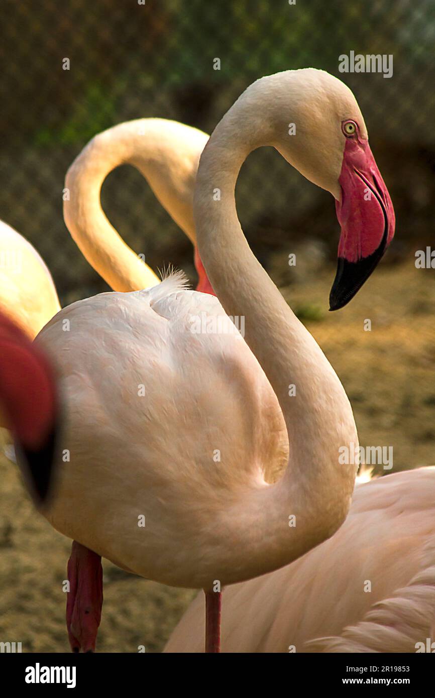 Flamingo est un très bel oiseau, aux longues pattes et aux cheveux roses. Banque D'Images