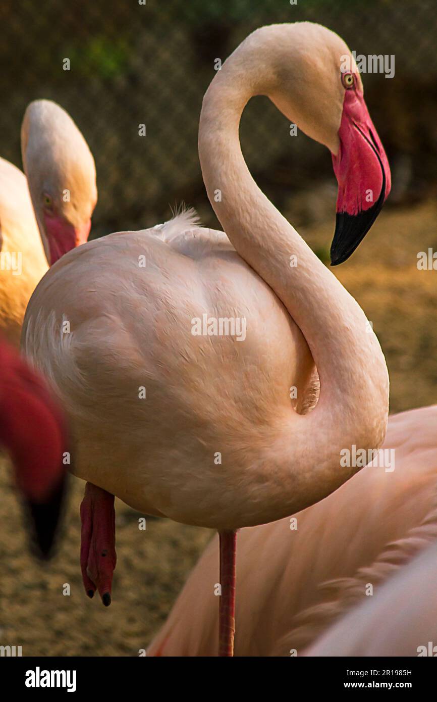Flamingo est un très bel oiseau, aux longues pattes et aux cheveux roses. Banque D'Images