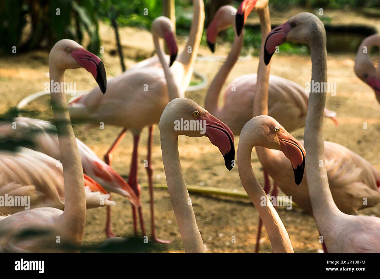 Flamingo est un très bel oiseau, aux longues pattes et aux cheveux roses. Banque D'Images