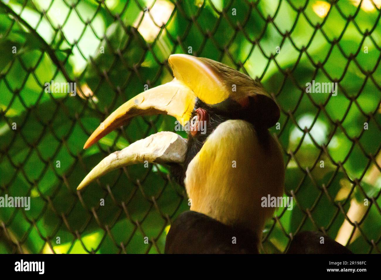 Hornbill avec une tête creuse sur le dessus. Banque D'Images
