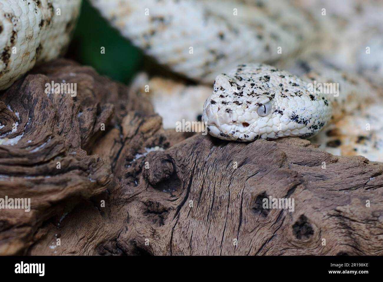 Gefleckte Klapperschlange / crotale ou crotale de Mitchell / Crotalus mitchellii pyrrhus Banque D'Images