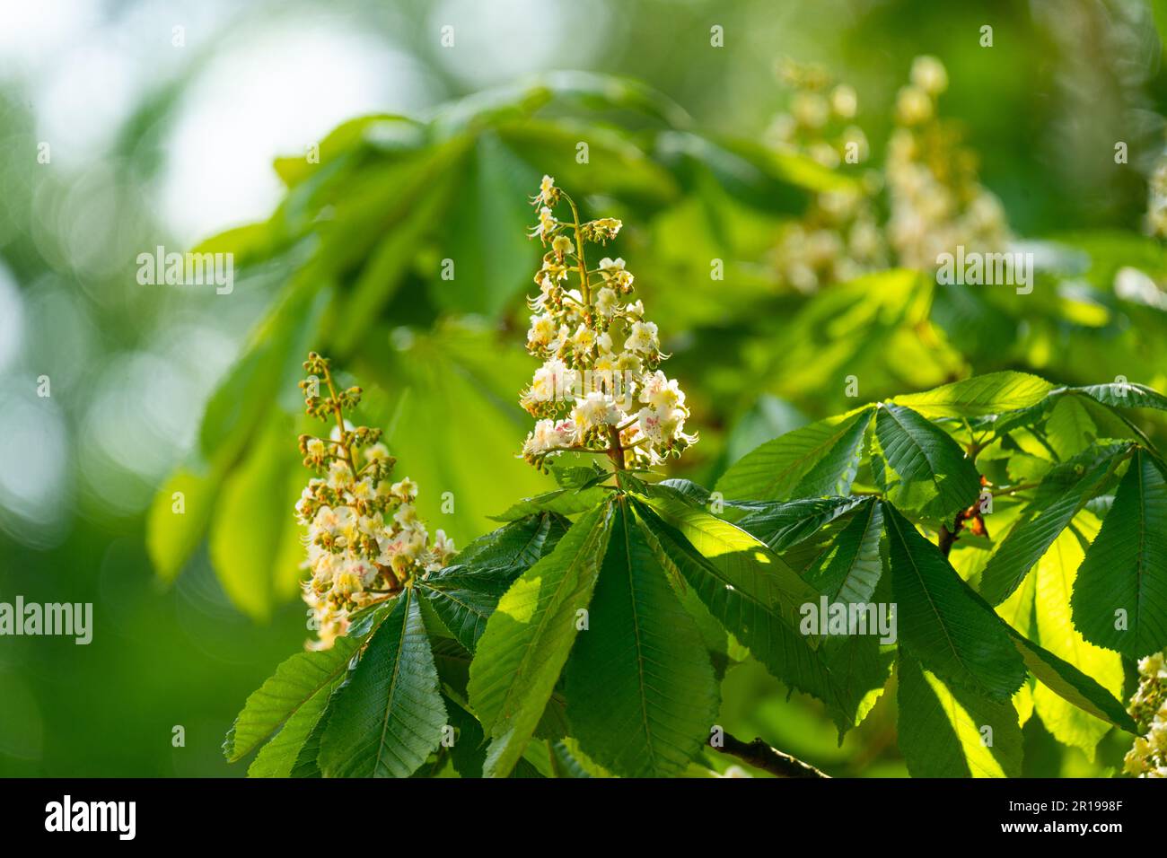Aesculus hippocastanum, le châtaigne de cheval Banque D'Images