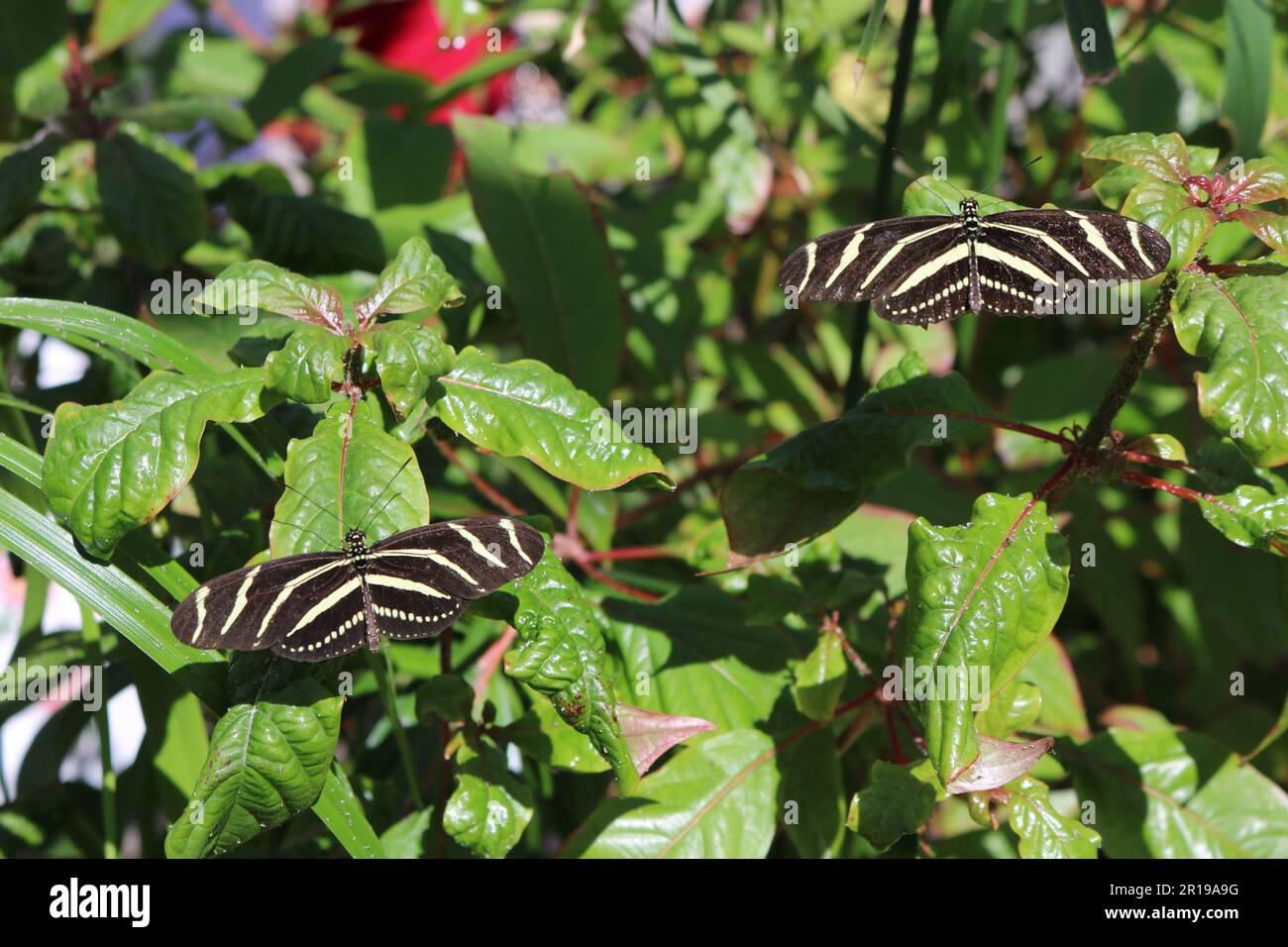 Papillons à ailes longues ZEBRA Banque D'Images