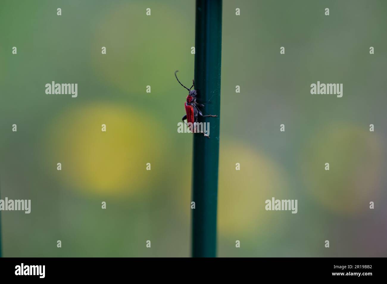 Coléoptère rouge de longhorn ( Cerambycidae ) sur un bâton métallique vert dans la nature Banque D'Images