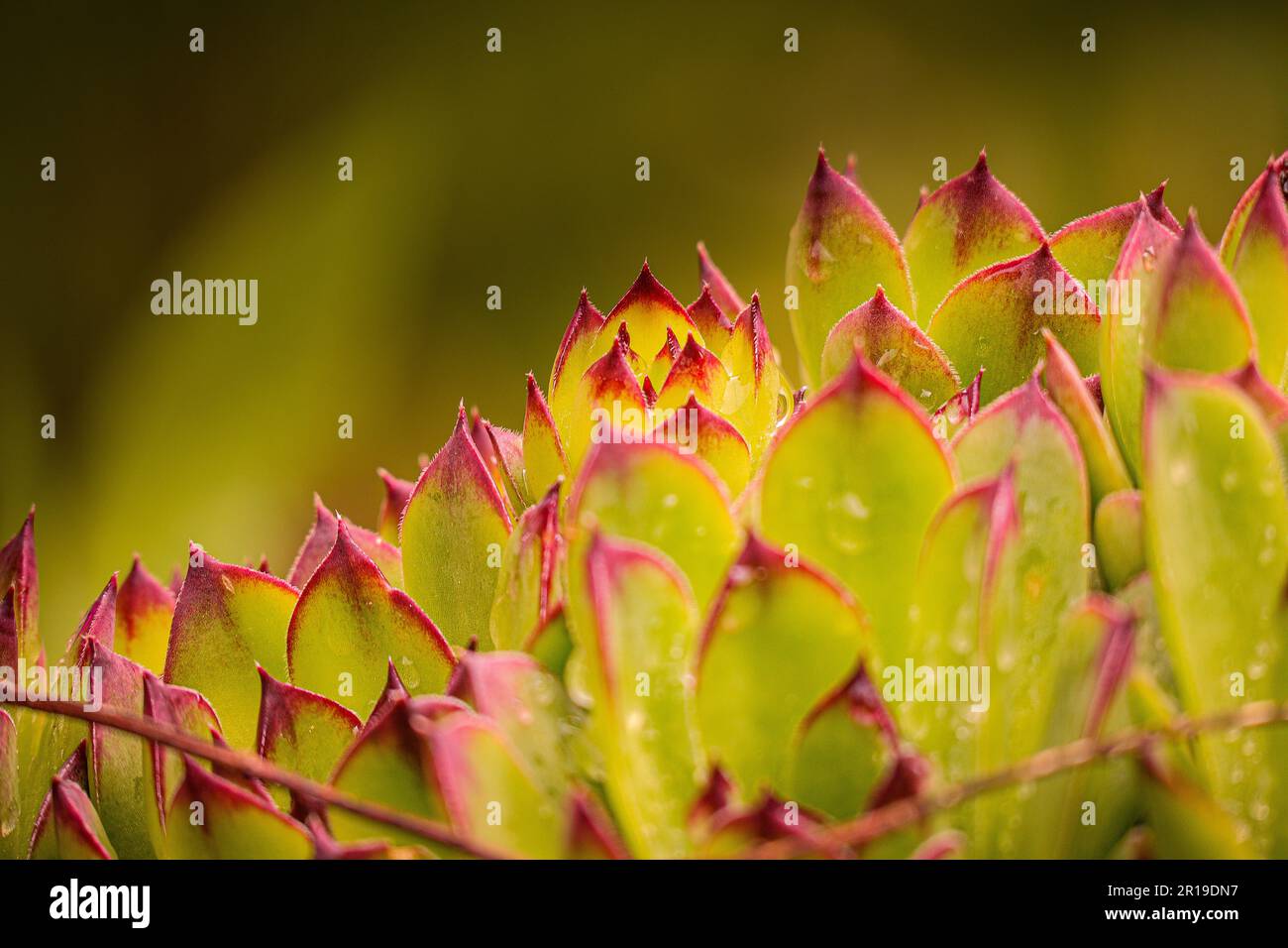 Plante aiguisée avec pointe rouge Banque D'Images