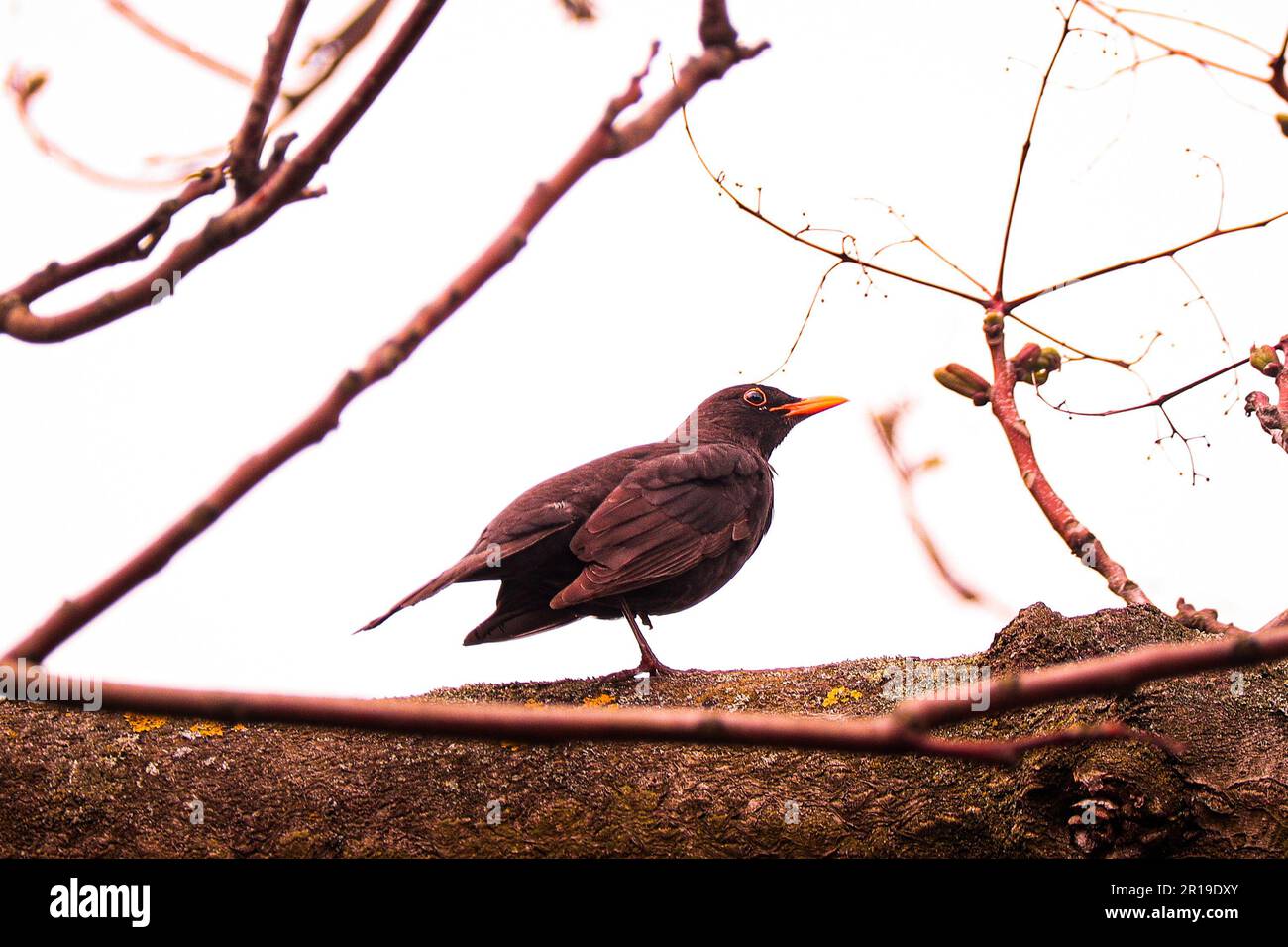 Les oiseaux printaniers se sont mis à l'affiche Banque D'Images