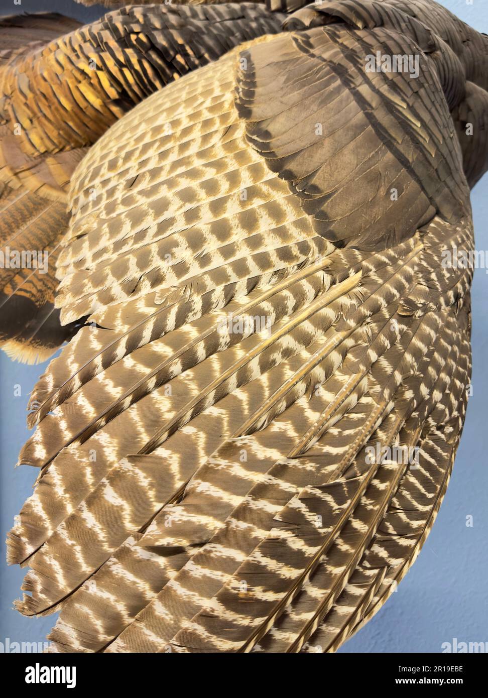 Gros plan les plumes de l'aile d'un vautour ou d'un oiseau à la mode forment un motif et une texture avec des ondulations Havane et jaune qui montrent comment elles sont espacées et adaptées. Banque D'Images