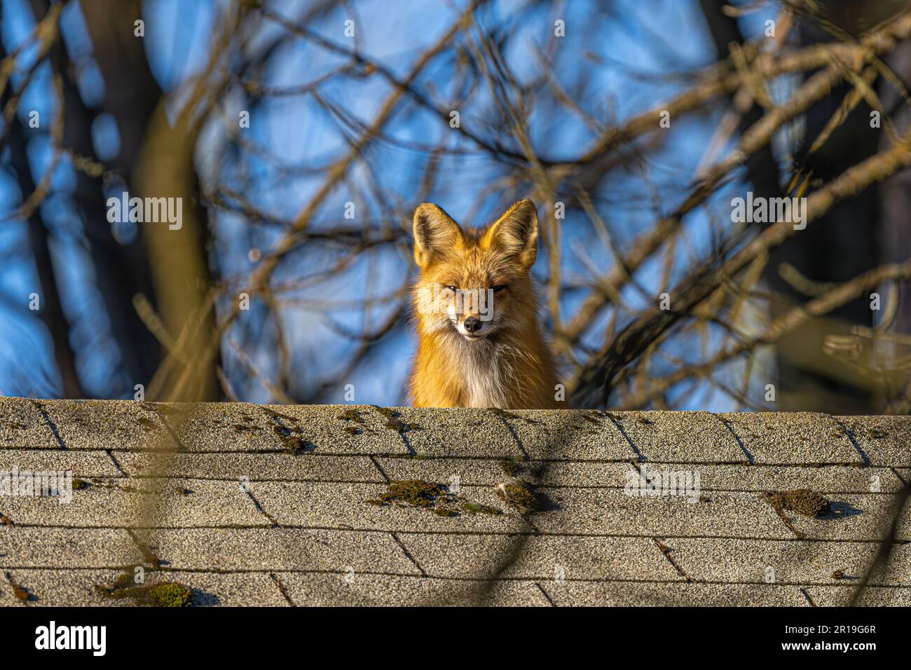 Renard rouge américain (Vulpes vulpes fulvus) sur le toit d'une maison Banque D'Images