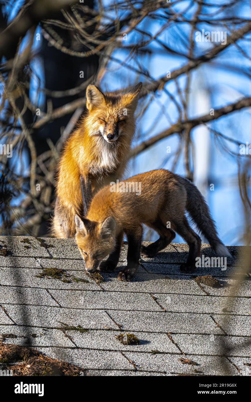 Renard rouge américain (Vulpes vulpes fulvus) mère et chiot sur le toit d'une maison Banque D'Images