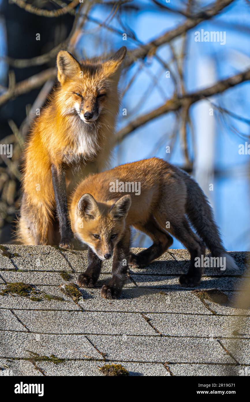 Renard rouge américain (Vulpes vulpes fulvus) mère et chiot sur le toit d'une maison Banque D'Images
