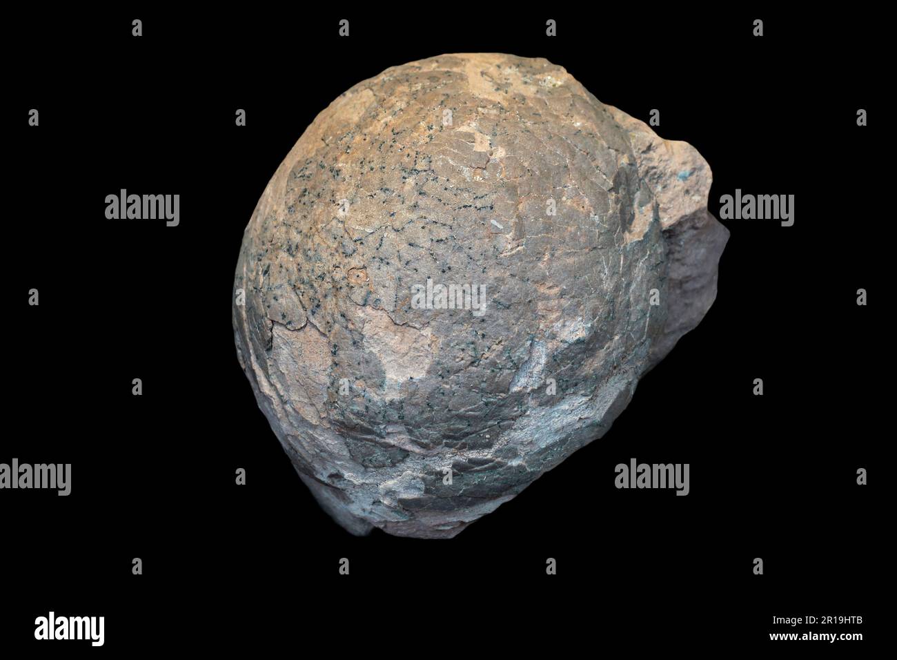 Oeuf de dinosaure Banque de photographies et d�??images ?� haute r?�solution - Alamy