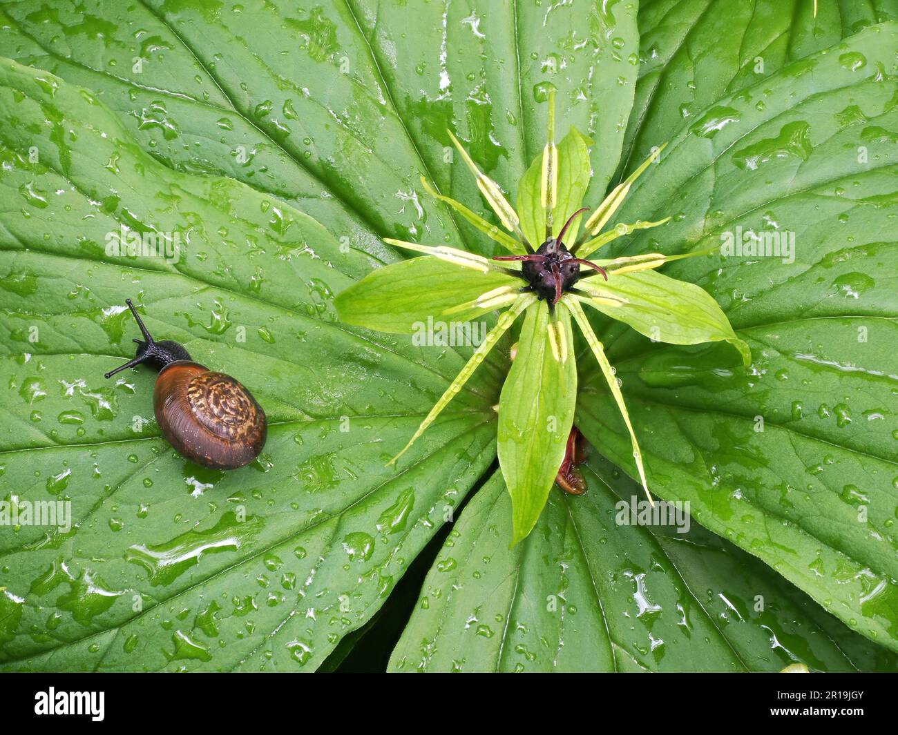 Herb Paris P quadrifolia et la visite de l'escargot après une forte pluie dans le Peak District de Derbyshire Royaume-Uni Banque D'Images