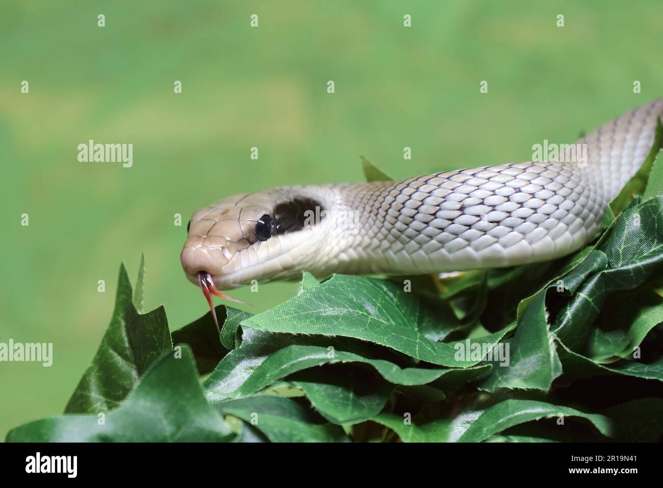 Schönnatter / Couleuvre de rat de beauté / Orthriophis taeniurus callicyanous ou Elaphe taeniura callicyanous Banque D'Images