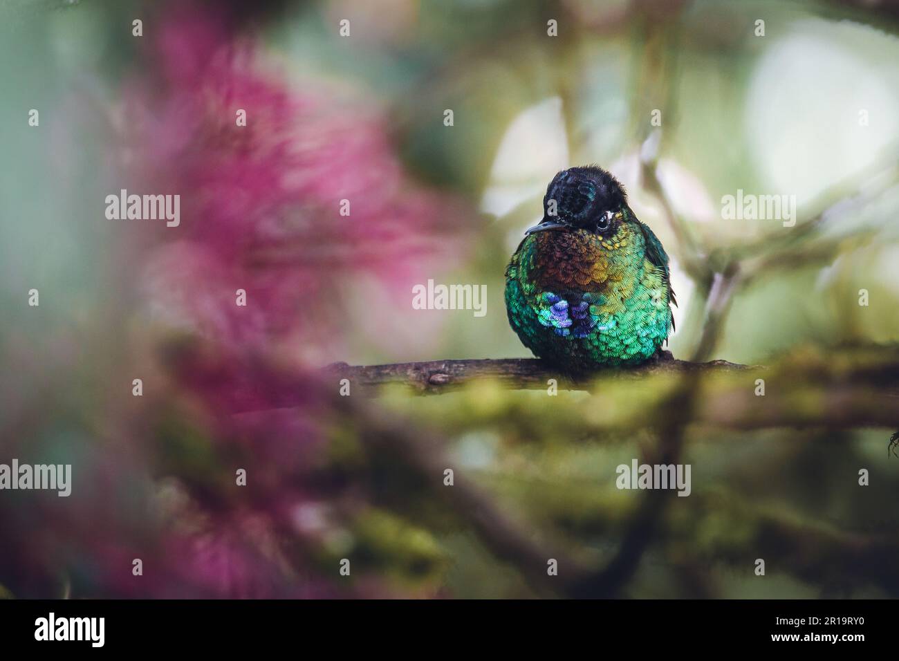 Colibri à gorge ardente Banque D'Images