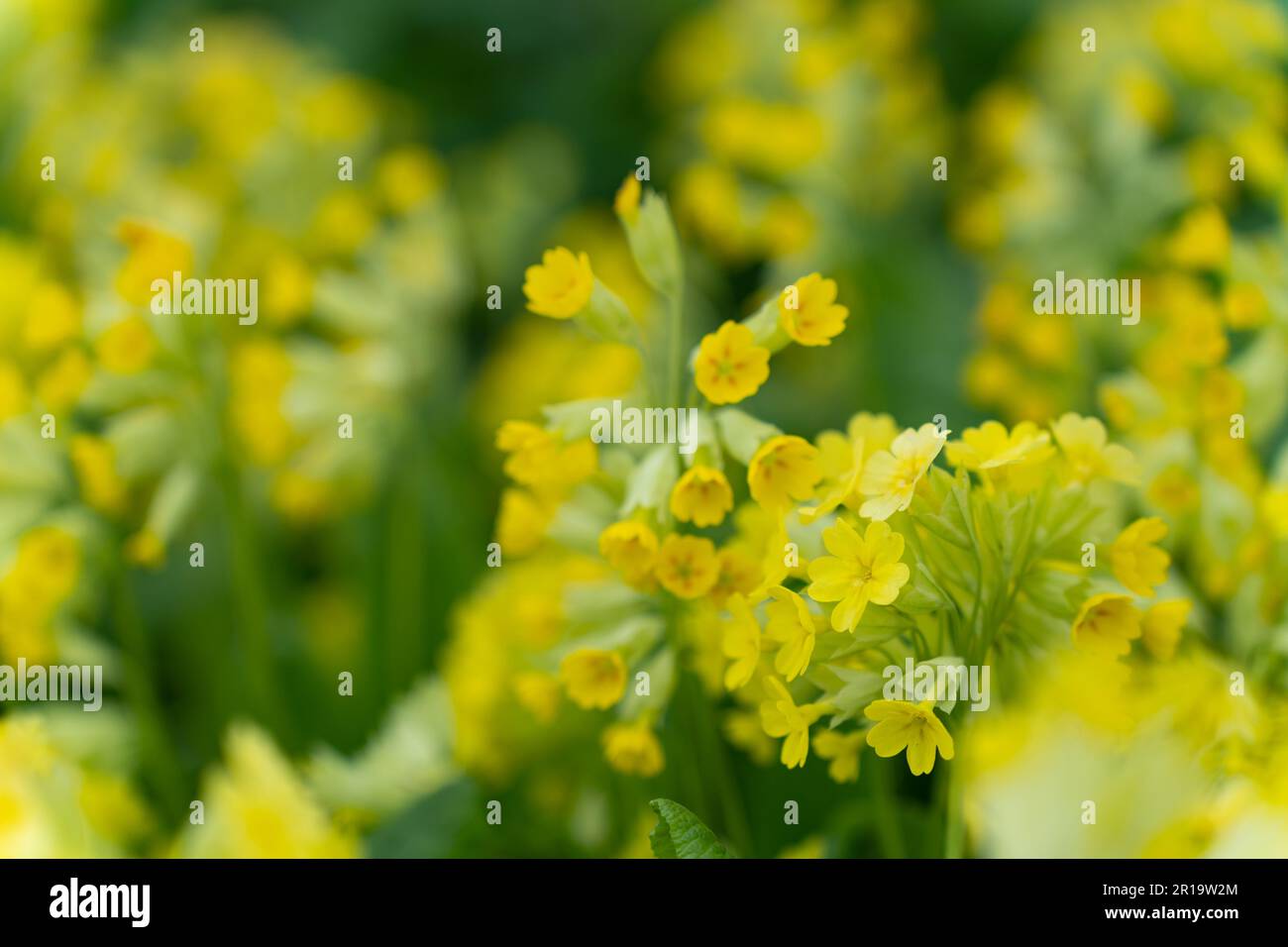 Grande tasse primrose lat. Primula macrocalice est une plante herbacée vivace, une espèce du genre Primrose Primula de la famille Primulaceae Primulac Banque D'Images
