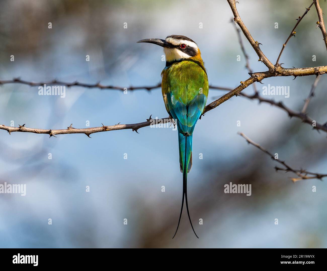 Un Bee-Eater à gorge blanche (Merops albicollis) perché sur une branche. Kenya, Afrique. Banque D'Images
