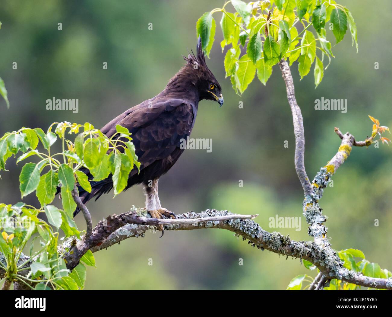 Un aigle à crête longue (Lopheetus occipitalis) perché sur une branche. Kenya, Afrique. Banque D'Images